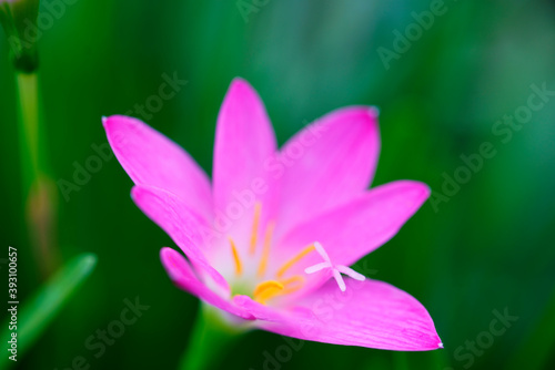 pink rain lily flower