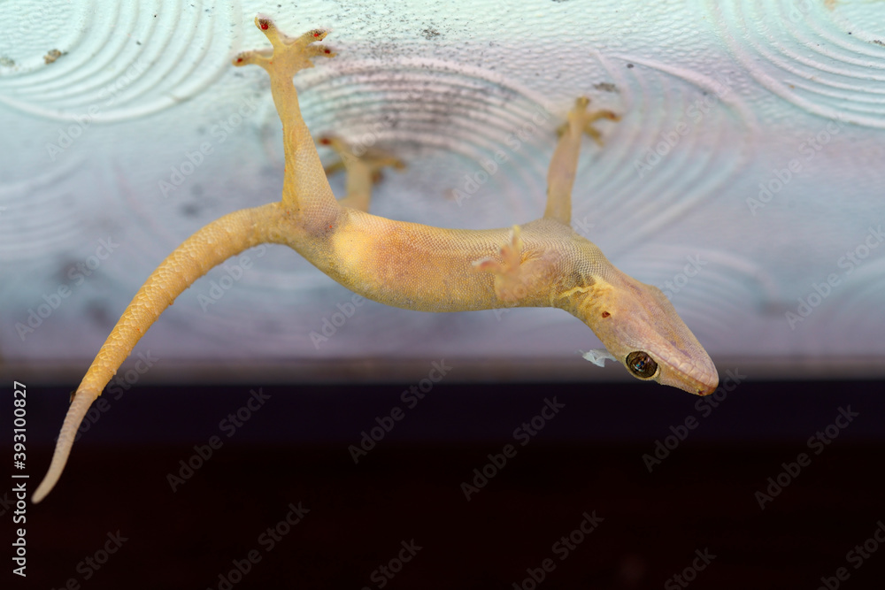 Lizard is falling from the ceiling Stock Photo Adobe Stock
