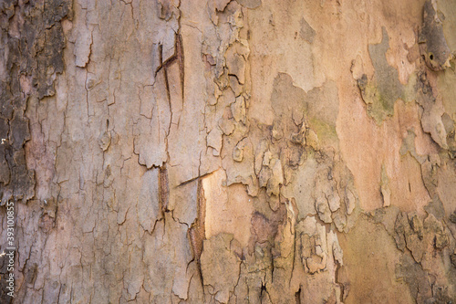 Natural wooden wallpaper,tree bark as background