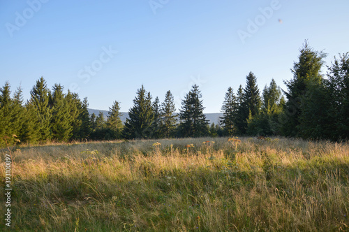 forest in the mountains