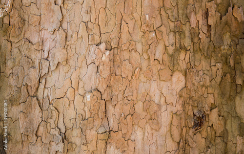 Natural wooden wallpaper,tree bark as background