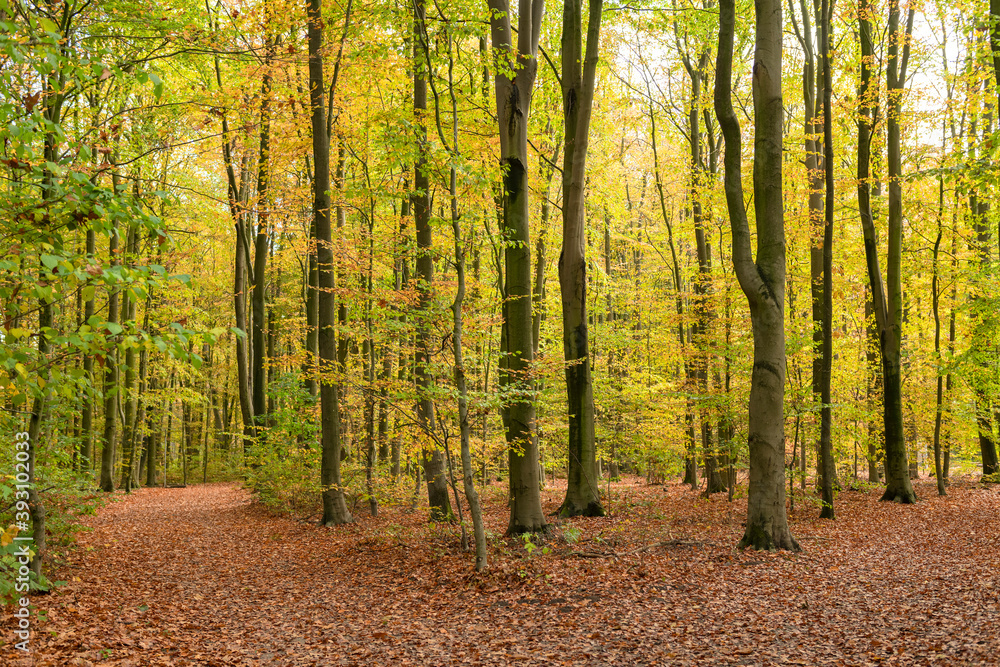 Deciduous forest with walking paths in autumn Deciduous forest with walking paths in autumn
