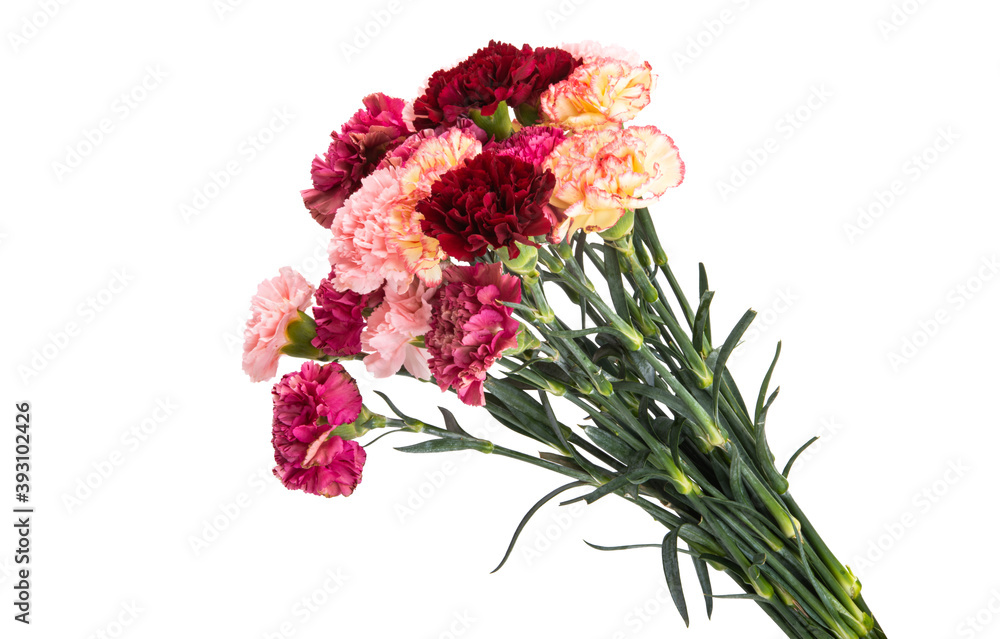 Obraz premium carnation isolated
