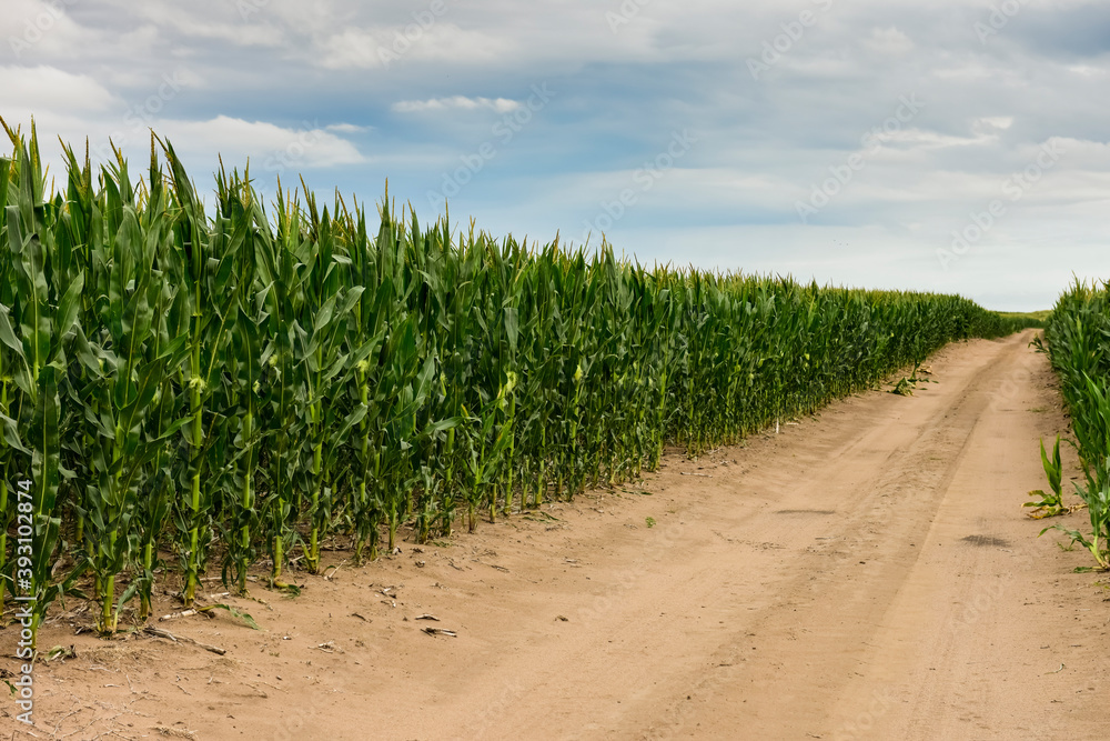 Way in a cornfield, La Pampa Province, Argentina Way in a cornfield, La Pampa Province, Argentina