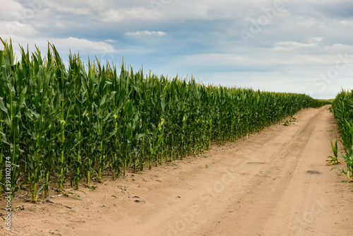 Way in a cornfield, La Pampa Province, Argentina
