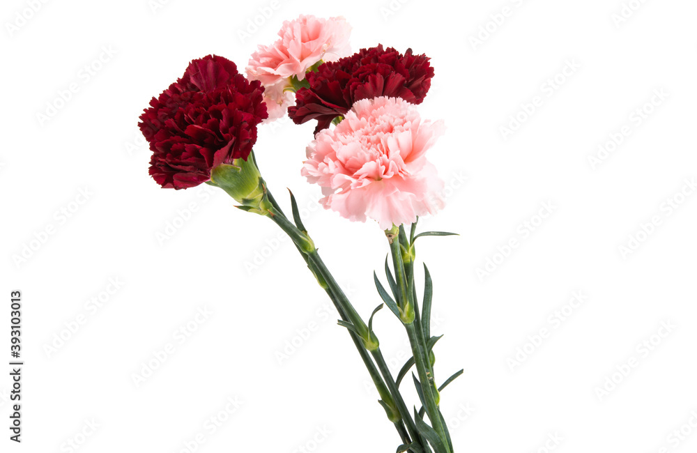 carnation isolated carnation isolated