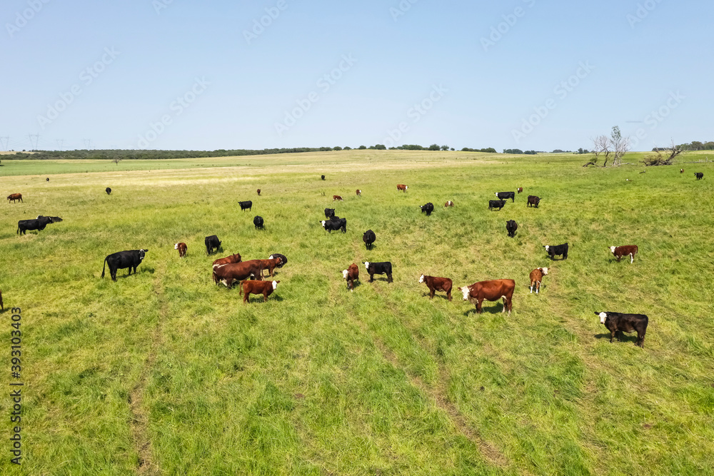 Cows in the coutryside, aerial view,La Pampa, Argentina.