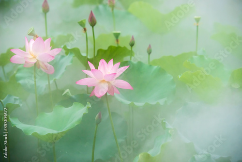 Early in the summer, the lotus in the lotus pool is blooming in the fog.