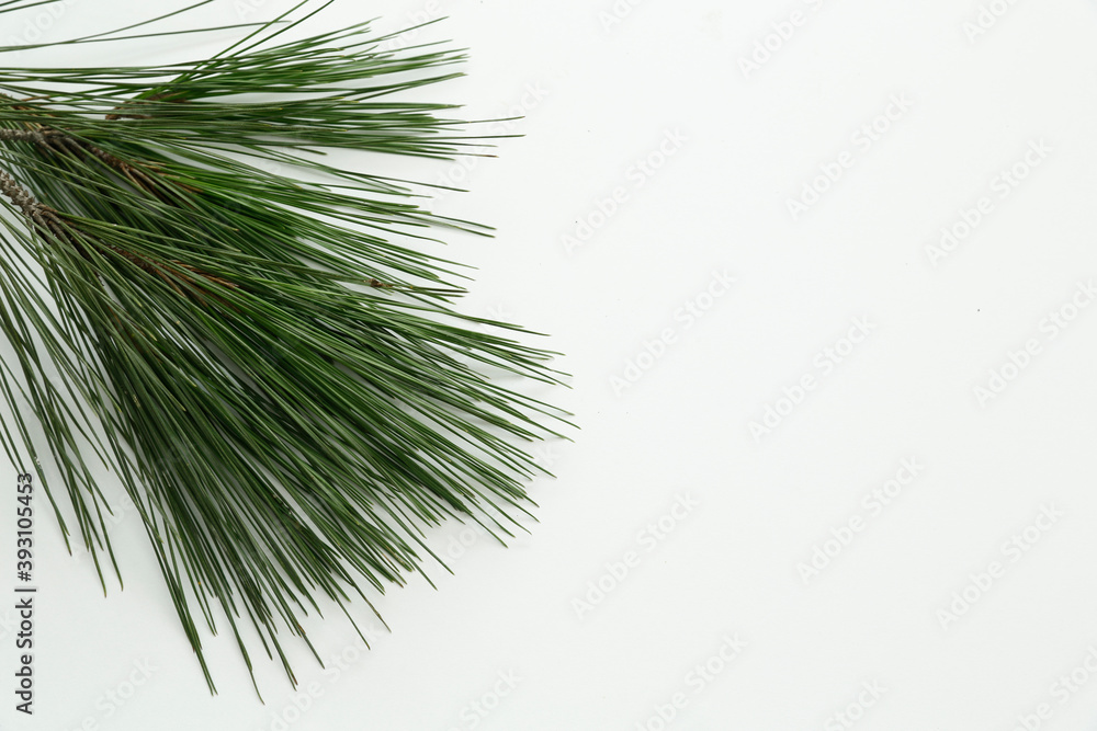 pine tree leaves on isolated white background pine tree leaves on isolated white background