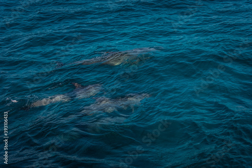 Dolphins © Ihab Henri