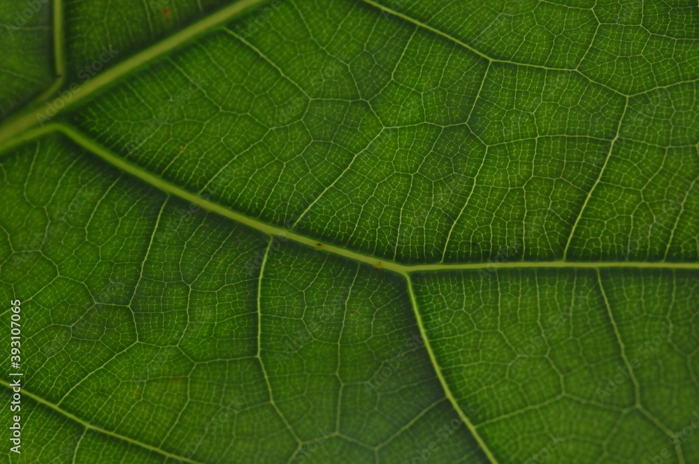 Detail of the backlit texture and pattern of a fig leaf plant, the veins form similar structure to a green tree Detail of the backlit texture and pattern of a fig leaf plant, the veins form similar structure to a green tree