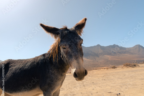 Donkeys in the parking lot of Playa de Cofete on the Island of Fuerteventura  Spain