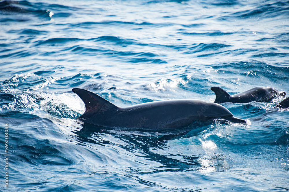 Obraz premium Dolphins