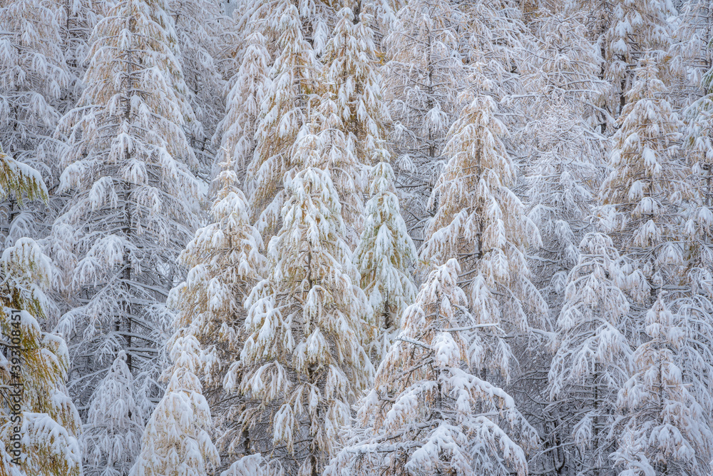 Snowy larch tree forest in Col de La Cayolle, Mercantour National Park. Winter in Southern French Alps with snow-covered trees. Ubaye Valley, Alpes-de-Haute-Provence, France Snowy larch tree forest in Col de La Cayolle, Mercantour National Park. Winter in Southern French Alps with snow-covered trees. Ubaye Valley, Alpes-de-Haute-Provence, France