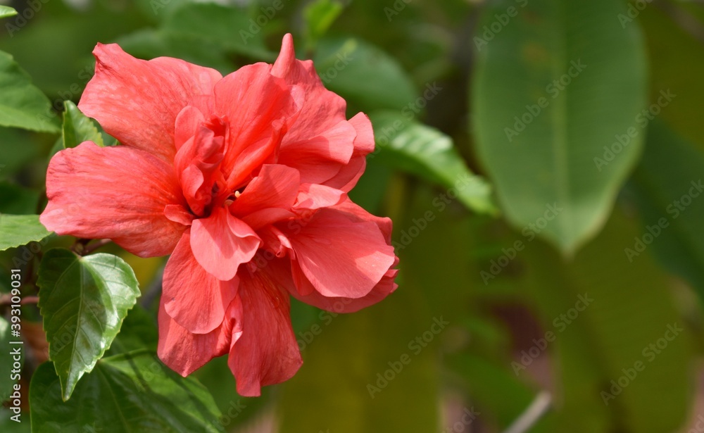 Beautiful red flower in a tropical garden