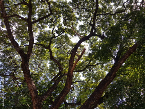 The branches of a large tree in the forest.