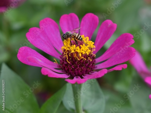Close up of a bee feeding on a small pink and yellow flower
