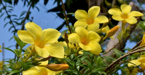 Beautiful yellow allamanda flowers in a tropical garden