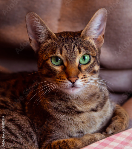 Canvas Print Savannah cat portrait