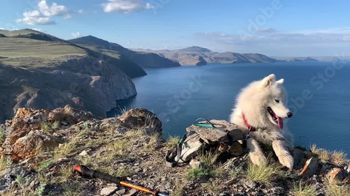 Beautiful white Samoyed dog on Lake Baikal in summer