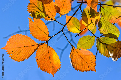 Autumn beech leaves.