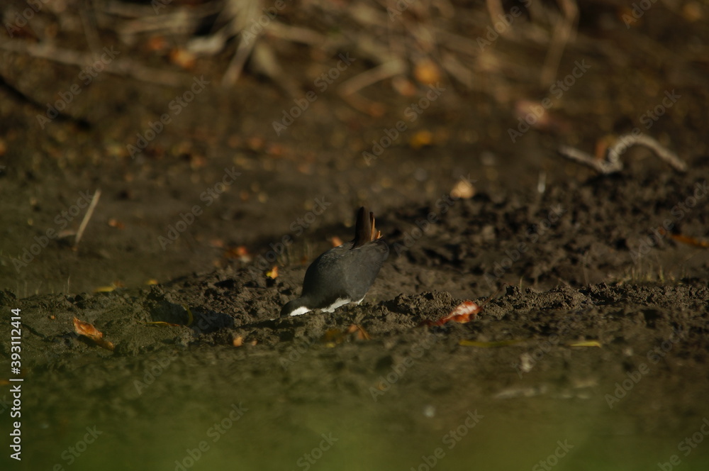white-breasted waterhen was foraging on the riverbank white-breasted waterhen was foraging on the riverbank
