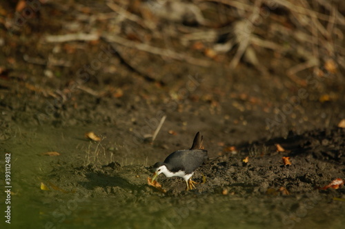 white-breasted waterhen was foraging on the riverbank