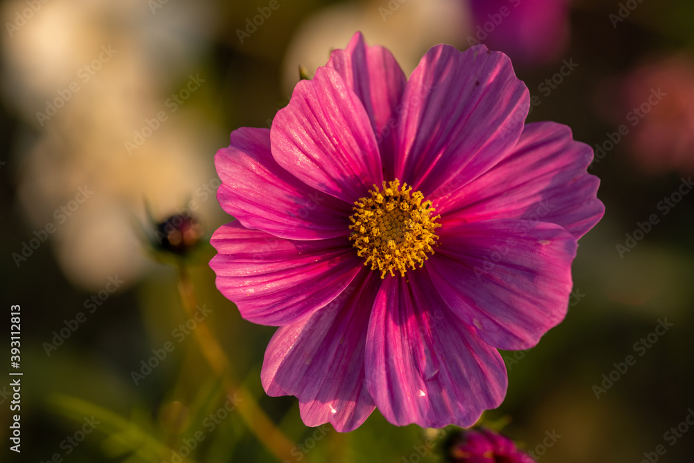 Obraz premium pink flower cosmos