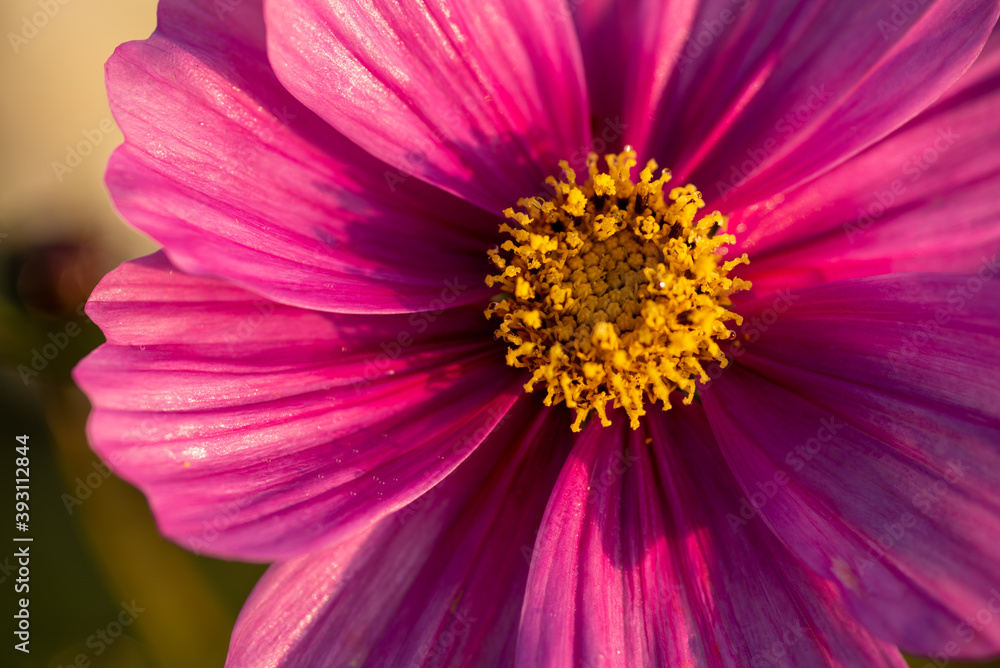 close up of pink flower cosmos