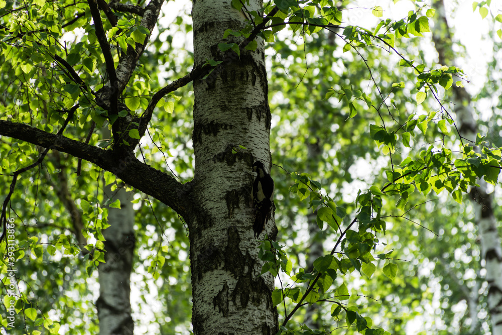 A woodpecker sits on a birch tree and knocks on the trunk. Spring birch forest background. The bright green color of the leaves of the birch trees. blurred background with bokeh. The concept of spring A woodpecker sits on a birch tree and knocks on the trunk. Spring birch forest background. The bright green color of the leaves of the birch trees. blurred background with bokeh. The concept of spring