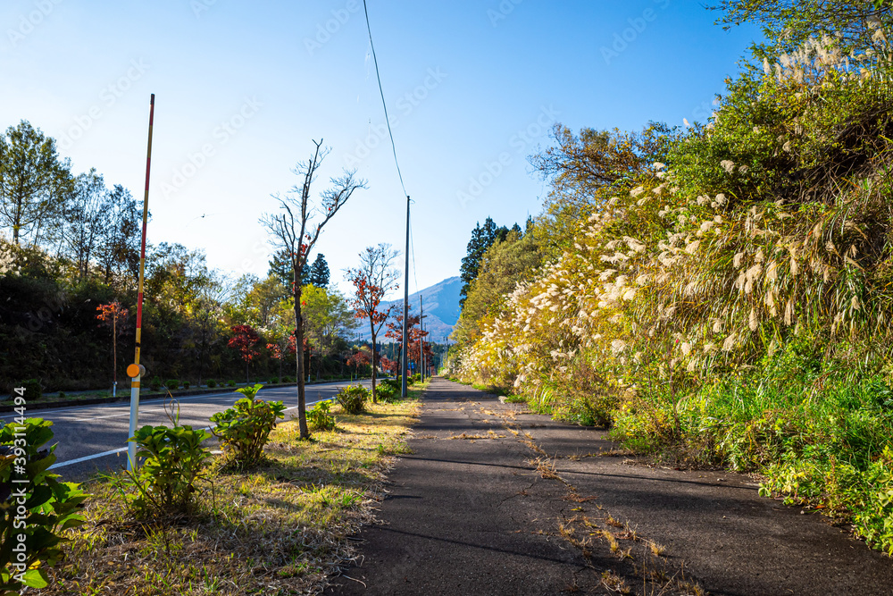 【秋イメージ】道路沿いの秋を感じる風景