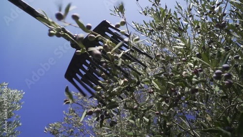 Olive in ultra slow motion