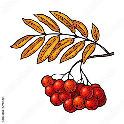 Rowan branch with leaf and berry. Vector black vintage engraving illustration