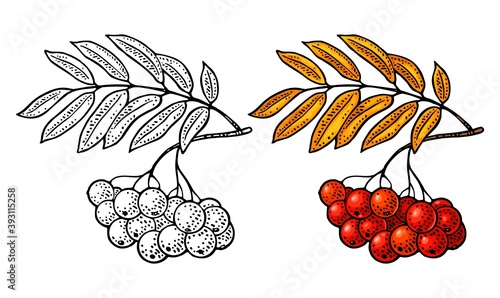 Rowan branch with leaf and berry. Vector black vintage engraving illustration
