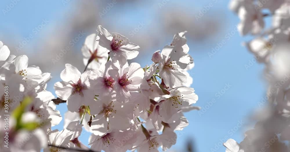 桜の花と青空　パン撮影