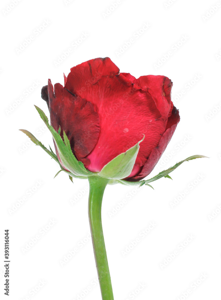 Beautiful rose isolated on white Beautiful rose isolated on white