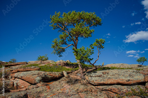 Pine on a rock. Nature Of Kazakhstan, Kyzylaray.