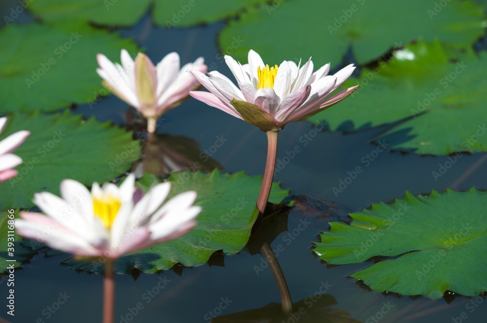The beautiful white lotus flower or water lily reflection with the water in the pond.The reflection of the white lotus with the water. The beautiful white lotus flower or water lily reflection with the water in the pond.The reflection of the white lotus with the water.