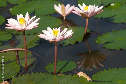 The beautiful white lotus flower or water lily reflection with the water in the pond.The reflection of the white lotus with the water.