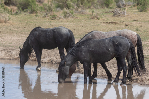 Wild Horses at a Utah Desert Waterhole