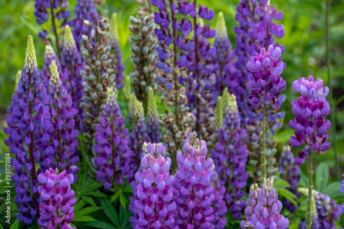 beautiful bright vibrant purple lupins