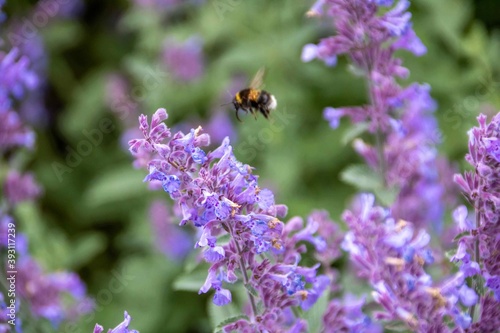 bumble bee collecting nectar from lavender © Penny