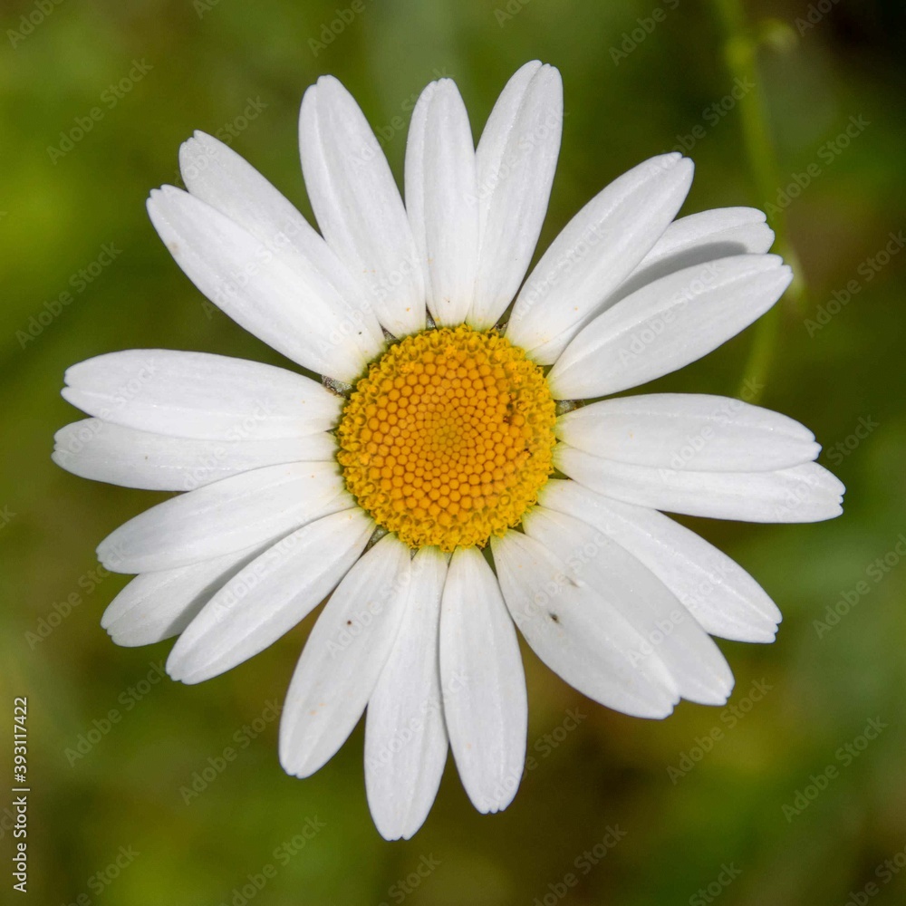 Fototapeta premium beautiful single daisy with a blurred background