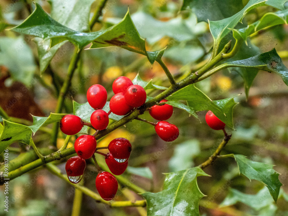 Obraz premium raindrops glistening on bright red holly berries