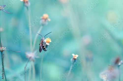 Bee insect on flower grass 
