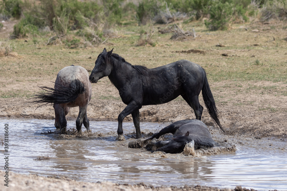 Fototapeta premium Wild Horses at a Utah Desert Waterhole