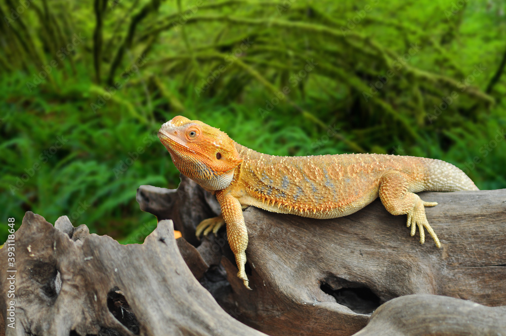bearded dragon lizard, Yellow Iguana on a tree bearded dragon lizard, Yellow Iguana on a tree