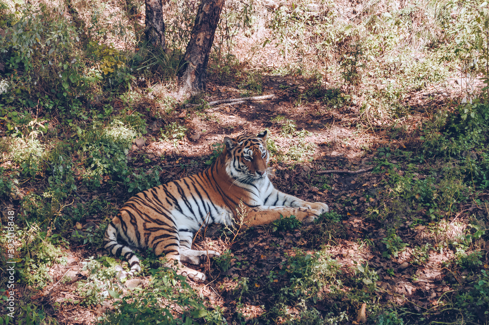 Fototapeta premium beautiful amur tiger relaxing on the ground