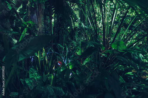 dense tropical forest background