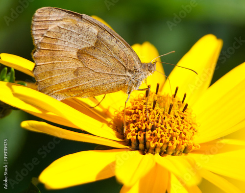 Maniola Jurtina butterfly on a yellow flower closeup. photo